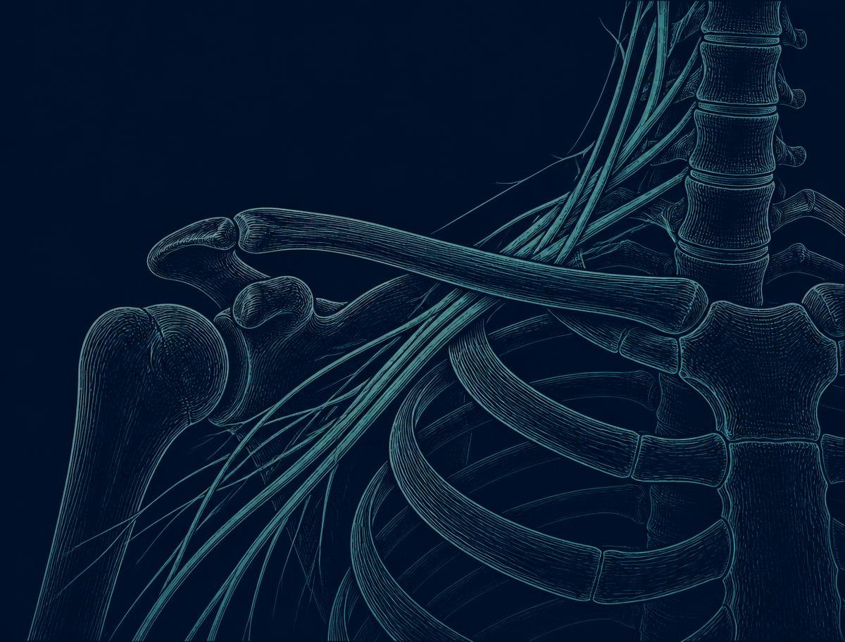 Anatomical illustration of the thoracic outlet, first rib and nerve bundle